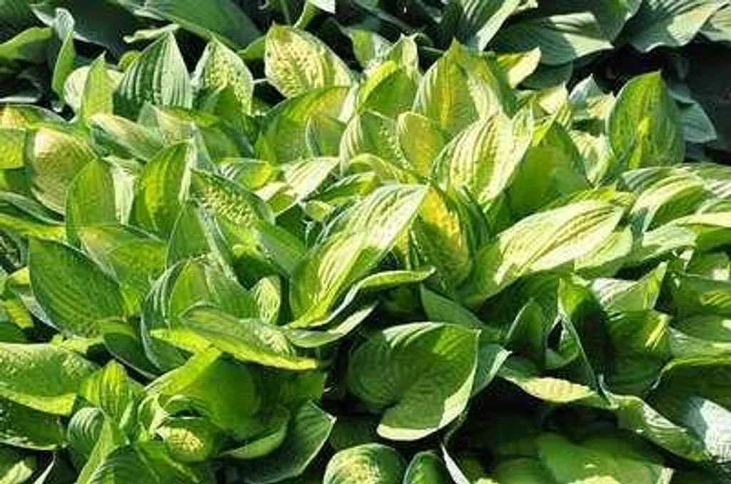 Plante Vivace d'Ombre Hosta Gold Standard - 6 Unités en Pots de 9 cm