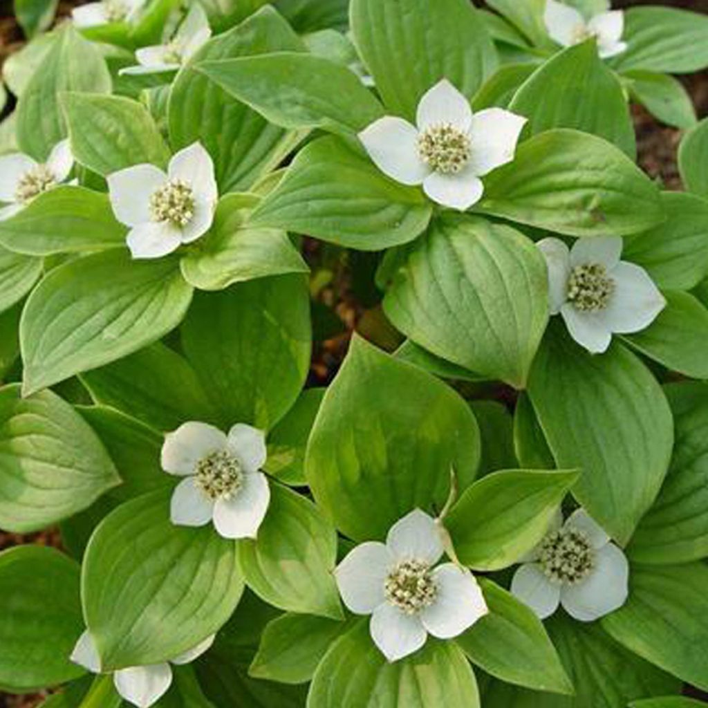 2 x Hartriegel - Cornus alba 'sibirica' | 60-80 cm in Container