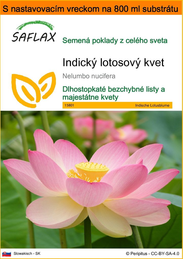 SAFLAX Garden in the bag - Indický lotosový kvet - Nelumbo Obrázok produktu 