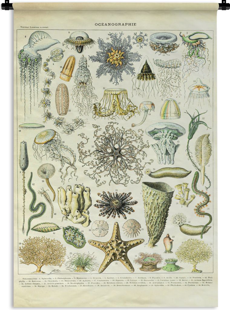 MuchoWow Wandteppich Wandbehang Meerestiere - Seesterne - Quallen 60x90 cm Tapisserie Dekoration Wandtuch - Foto-Teppich - Abwaschbar