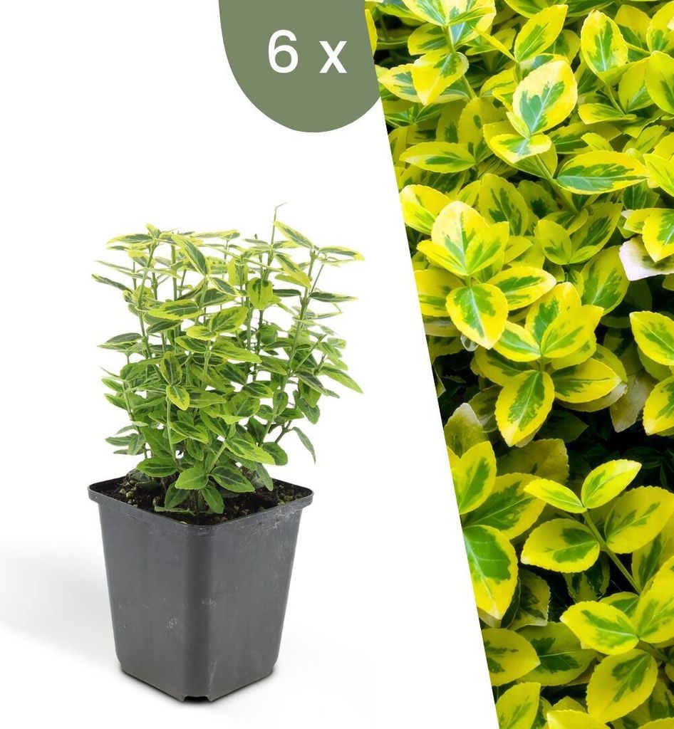 Plants by Frank | 6 Gelbe Spindelstrauch Pflanzen | Euonymus fortunei 'Emerald 'n Gold' | Bodendecker Winterhart | Stauden Pflanzen | Gartenpflanzen