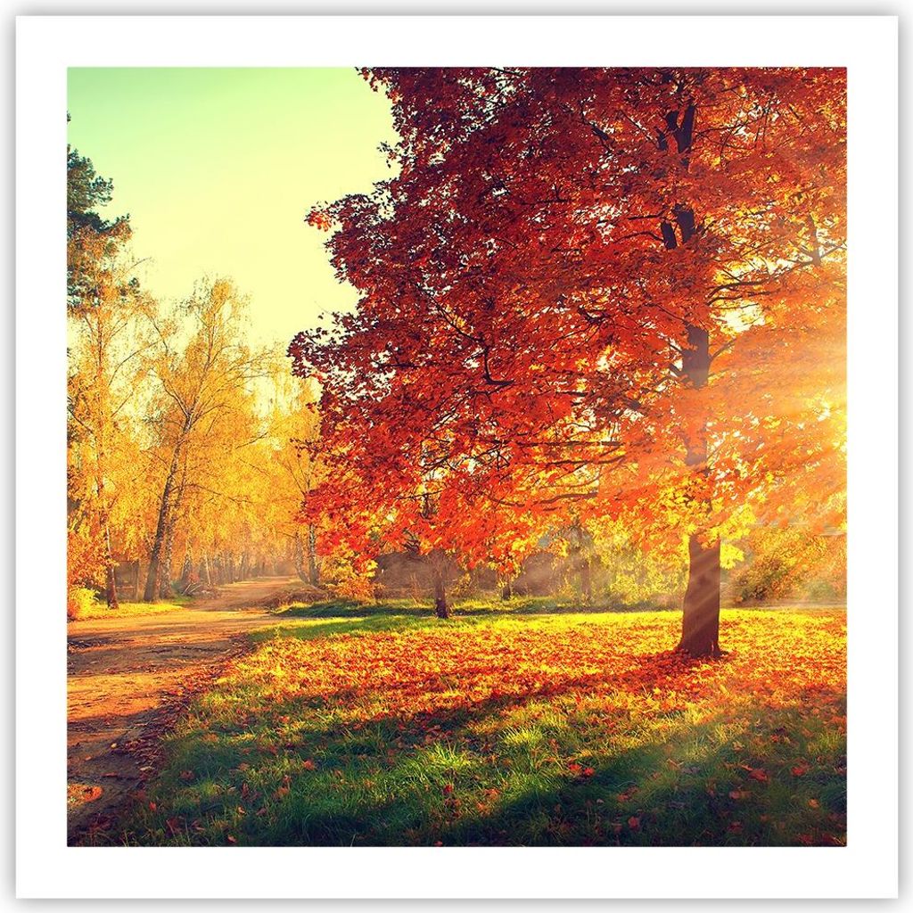 Poster - Poster ohne Rahmen - Park Herbst Baum - 60x60 cm - Wand Bild - Wanddeko - Wandbilder - Kunstposter - Wandposter - Bilder - Kunstdruck - Wa...