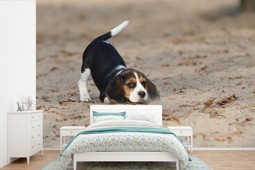 MuchoWow Fototapete für Wohnzimmer oder Schlafzimmer Wandtapete Vinyl Motivtapete Ein junger Beagle-Welpe spielt im Sand - 525x350 cm - Das Hint...