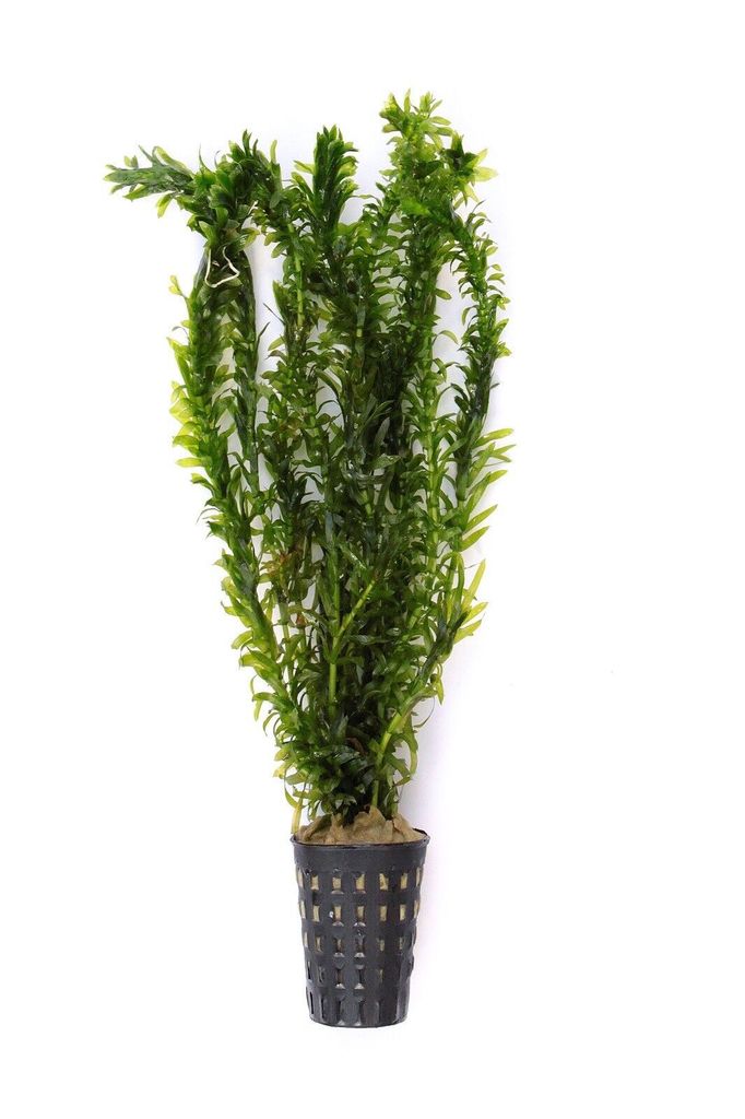 Egeria densa "tropische Art" Tropische Wasserpest im Topf