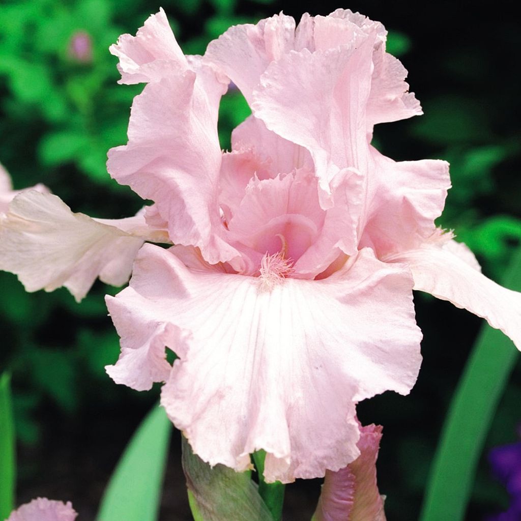 Iris Germanica Bródkowy Rosa 1 pz Iris piantine Iris Iris Immagine del prodotto 