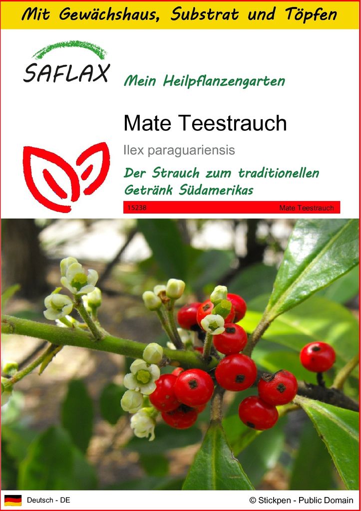 SAFLAX Anzucht Set - Mate Teestrauch - Ilex paraguariensis - 10 Samen - Mit Mini-Gewächshaus, Anzuchtsubstrat und 2 Töpfen
