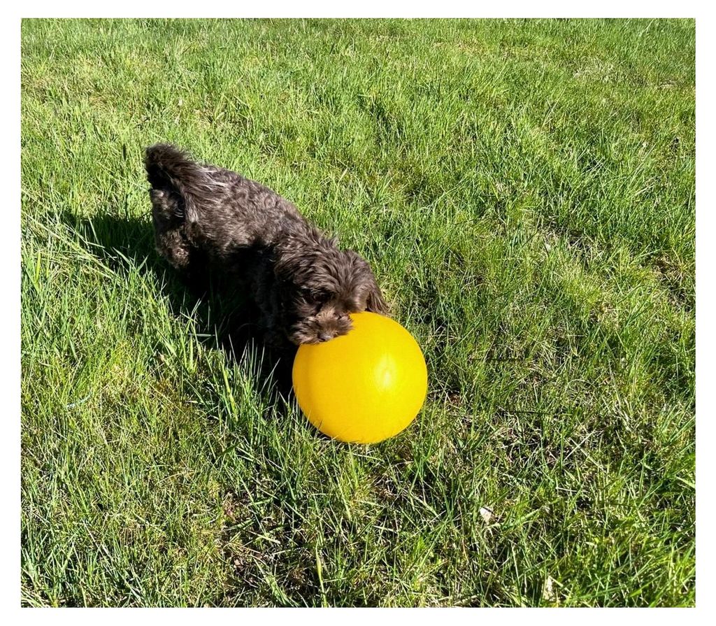 Treibball für Hunde, Pferde und Ferkel, ca. ø 19 cm aus Hartplastik, Hundeball, Antistressball (gelb)