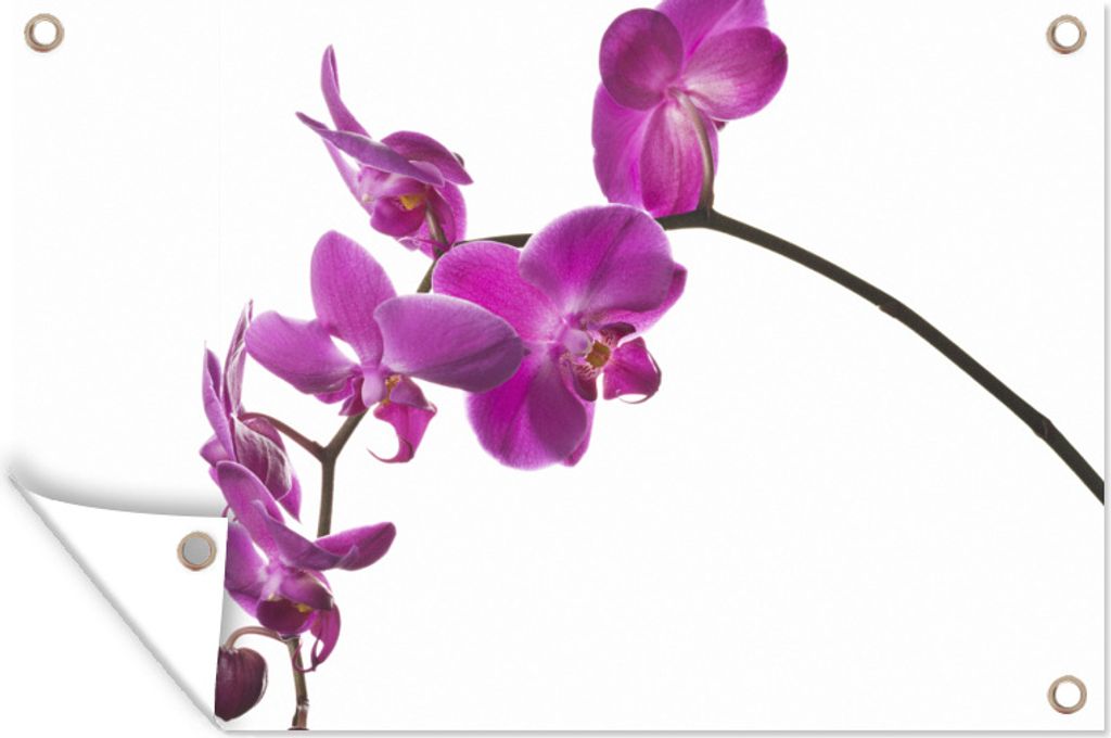 MuchoWow 90x60 cm Outdoor-Poster Gartendeko Sichtschutz Garten Poster für den Garten Orchidee vor weißem Hintergrund