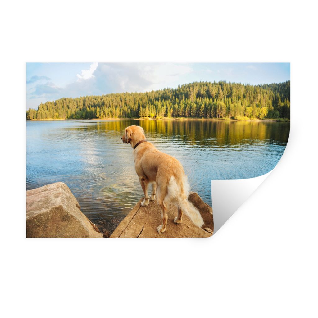 MuchoWow Wandtattoo Wandsticker Wandaufkleber Ein Golden Retriever mit Blick auf einen schönen See 60x40 cm Selbstklebend und Repositionierbar -...