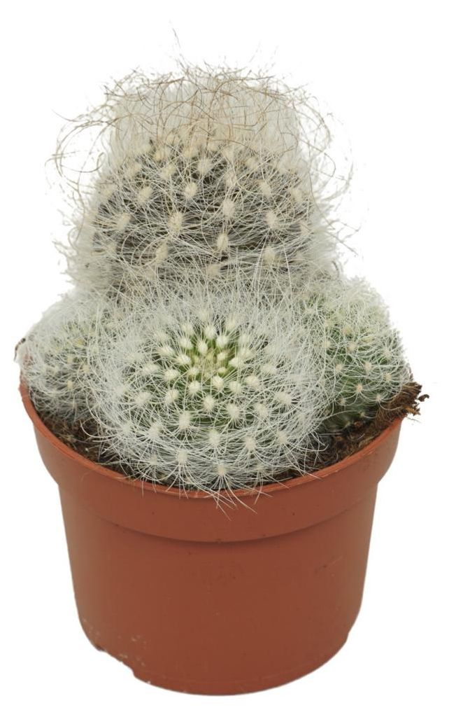 Cactus "Uomo Anziano" - Neoporteria nidus senilis - Cactus Immagine del prodotto 