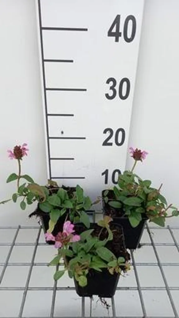 Prunella grandiflora Pink Loveliness Rose Intense - 6 Plants Rustiques 9cm