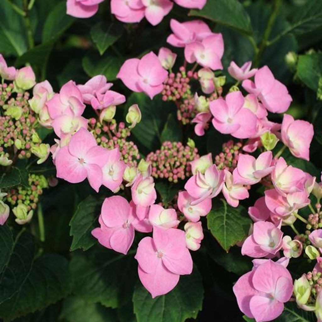 2 x Hortensie - Hydrangea macrophylla 'Messalina' | 25-30 cm in Container