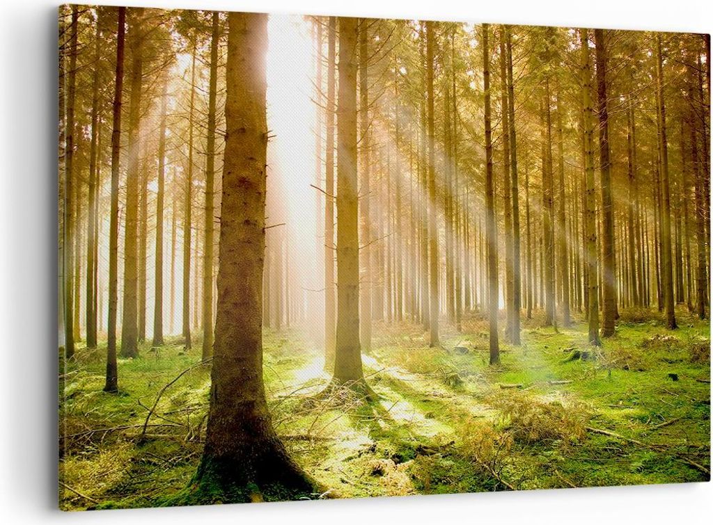 Bild auf Leinwand - Leinwandbild - Bäume Sonne Natur - 100x70cm - Wand Bild - Wanddeko - Wandbilder - Leinwanddruck - Bilder - Kunstdruck - Wandde...