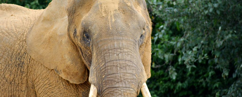 hansepuzzle 87010 - Elefant Panorama-Puzzle 2000 Teile | Tierwelt Puzzle, 2028 Teile, Tierwelt, 60,0 x 46,0cm mit hochwertiger Aufbewahrung, Karton...