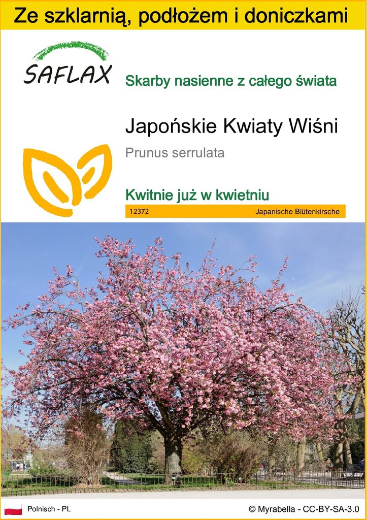 SAFLAX - Zestaw do uprawy - Japońskie Kwiaty Wiśni - 30 Zdjęcie produktu 