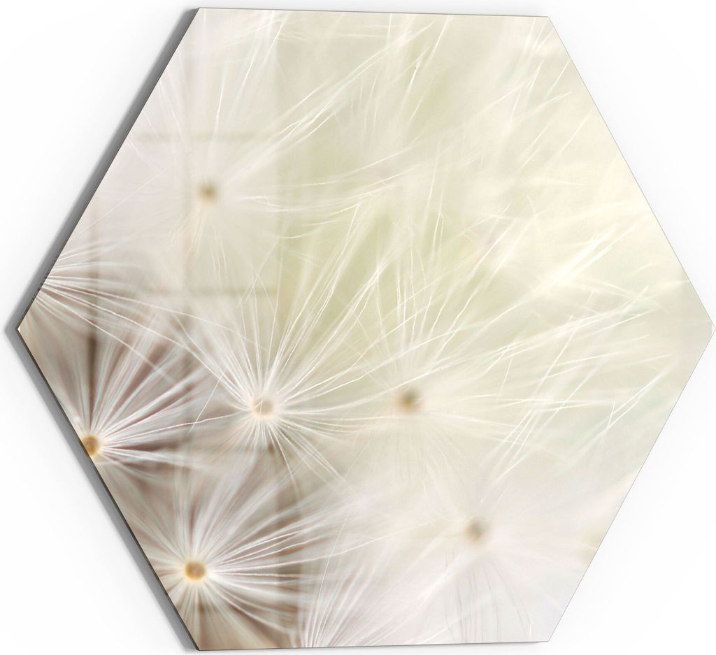 DEQORI Glasbild Echtglas 55x48 cm 'Pusteblume ganz nah' Wandbild Bild modern Deko