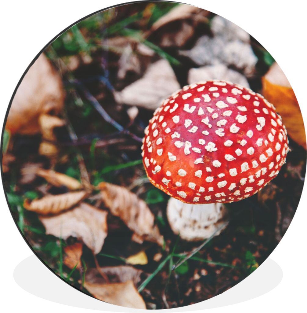 MuchoWow Aluminium Wandkreis Herbst - Pilz - Blätter - Natur Ø 60 cm Wanddeko Modern Wohnzimmer - Wand Kreis - Wandbild - Schlafzimmer - Alumin...