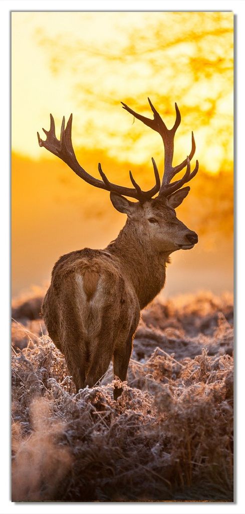 Wallario selbstklebende Türtapete 93 x 205 cm - stattlicher Rothirsch im Morgengrauen - Abwischbar, rückstandsfrei zu entfernen
