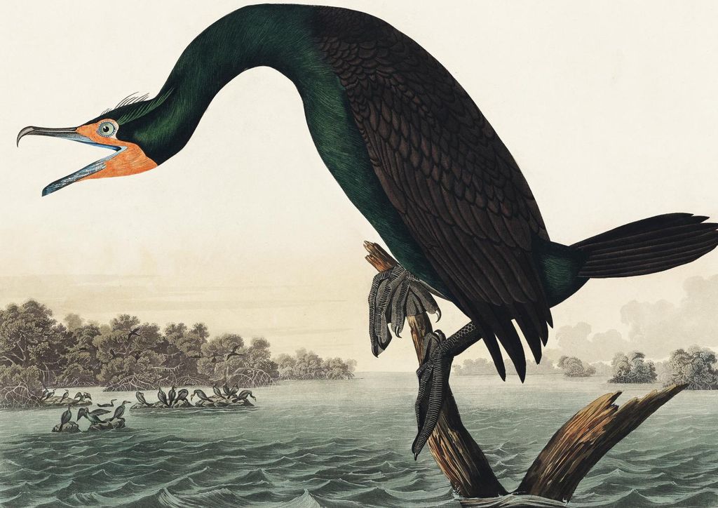 Plakat 29,7x21cm Kormoran Rogaty, J.J. Audubon Vintage für das Wohnzimmer