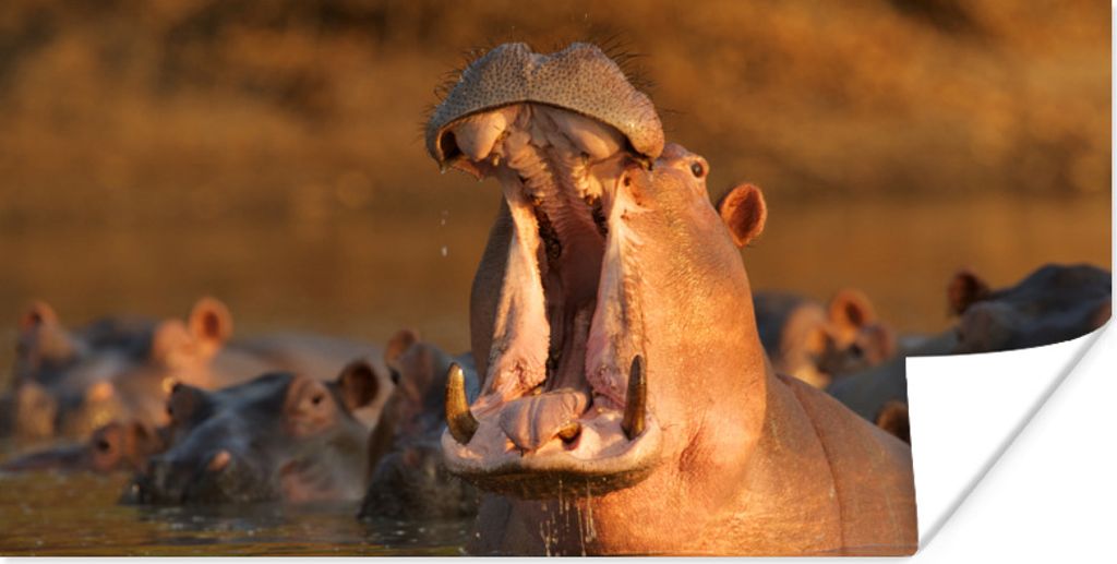 MuchoWow Poster Nilpferde - Wasser 150x75 cm - ohne Rahmen