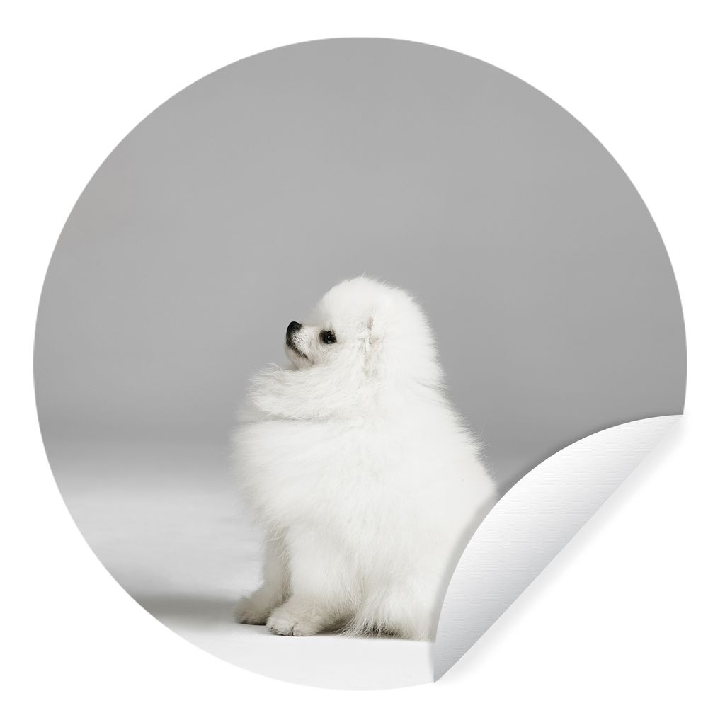 MuchoWow Runde Wandtattoo - Wandsticker Tapete Aufkleber Pomeranian von der Seite Ø 30 cm Selbstklebend und Repositionierbar - Wandaufkleber - K...