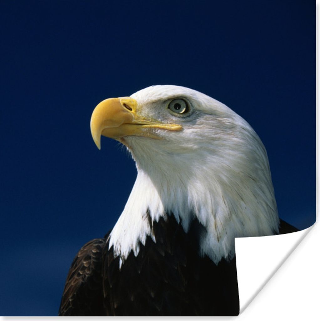 MuchoWow Poster Ein Weißkopfseeadler schaut in einen blauen Himmel 75x75 cm - Wand Dekoration
