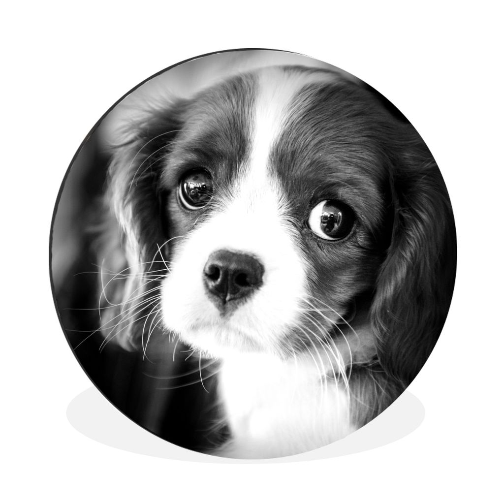 MuchoWow Aluminium Wandkreis Ein Porträt eines jungen Welpen - schwarz und weiß Ø 60 cm Wanddeko Modern Wohnzimmer - Wand Kreis - Wandbild - S...