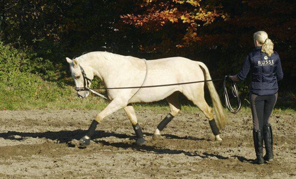 BUSSE Longierhilfe Baumwolle Hilfszügel Natur M