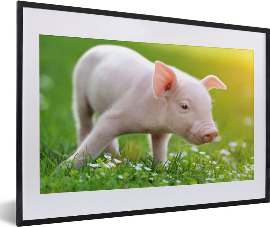 MuchoWow Gerahmtes Poster Tiere - Ferkel - Schwein 60x40 cm - Poster mit Schwarzem Bilderrahmen Wandposter Rahmen Foto Bilder - Schlafzimmer - Pl...