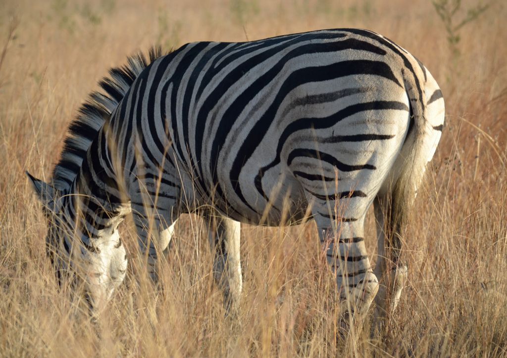 hansepuzzle 82688 - Zebra Puzzle, 260 Teile, Natur, 41,0 x 28,0cm mit hochwertiger Aufbewahrung, Kartonbox und wiederverschließbarem Beutel