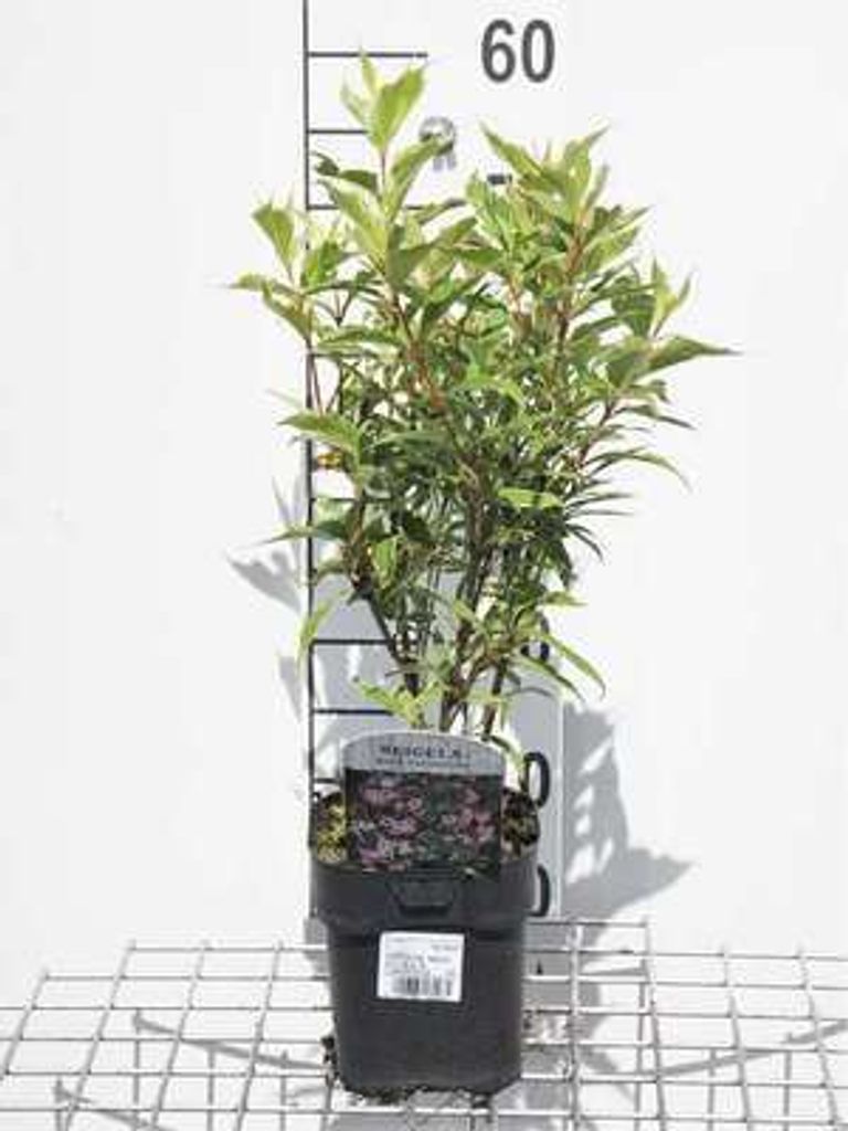 Weigela hybr. 'Nana Variegata' - Weigelie 30- 40 cm - Container