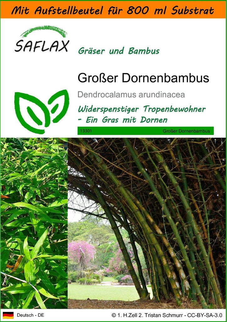 SAFLAX - Garden in the Bag - Gräser-Bambus-Großer Dornenbambus - 50 Samen - Mit Anzuchtsubstrat im praktischen, selbst aufstellenden Beutel - Den...