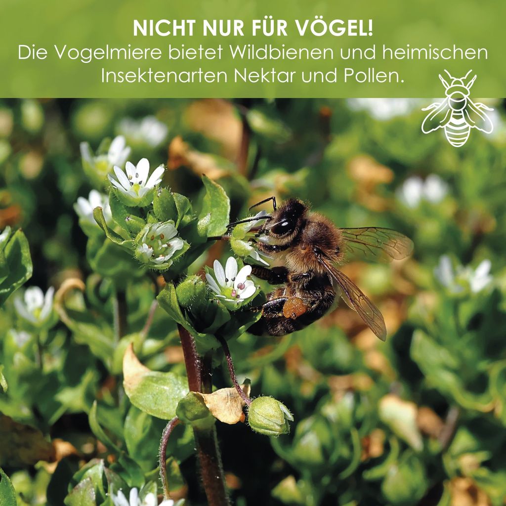 Vogelmiere Samen, 200 Stück – Für Salat & Als Vogelfutter, Mit Anzuchtanleitung
