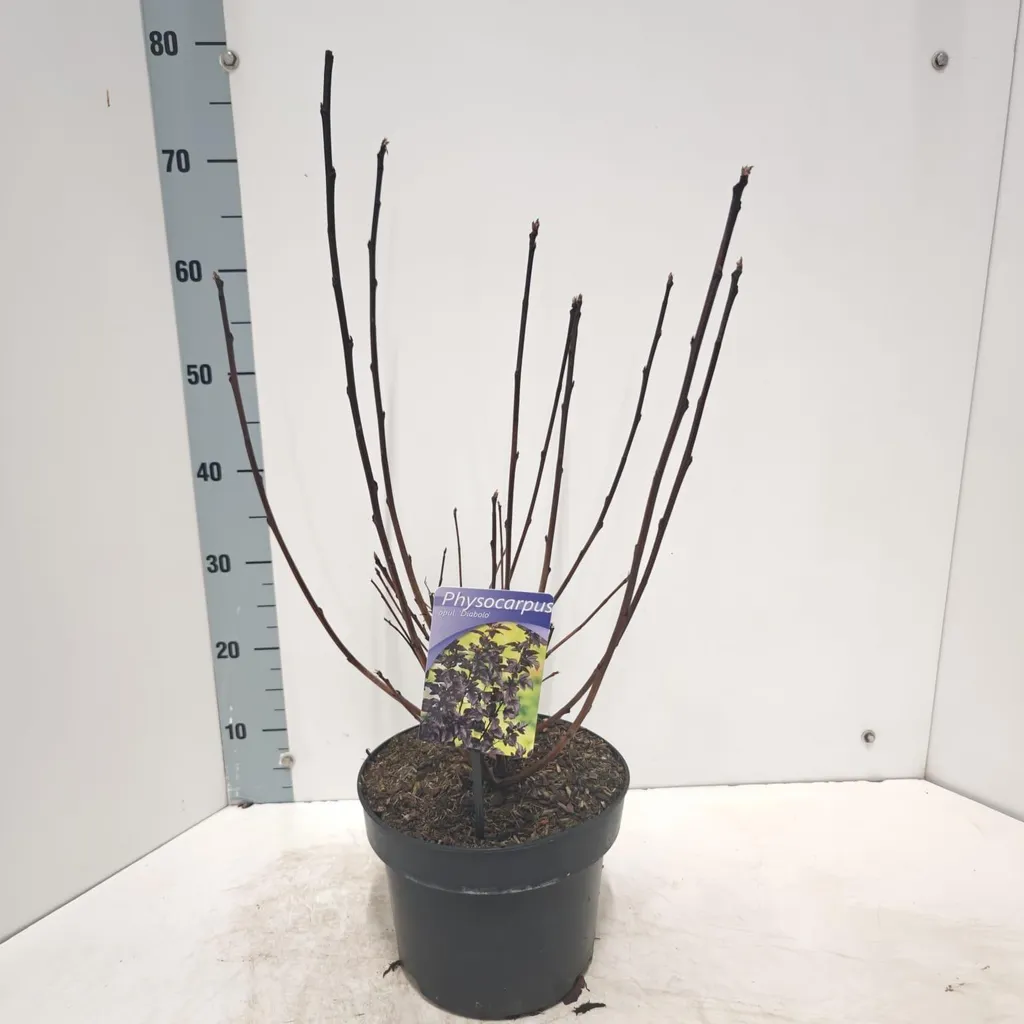 Physocarpe à feuilles d'obier Diabolo - Arbuste de haie vive 40-60 cm