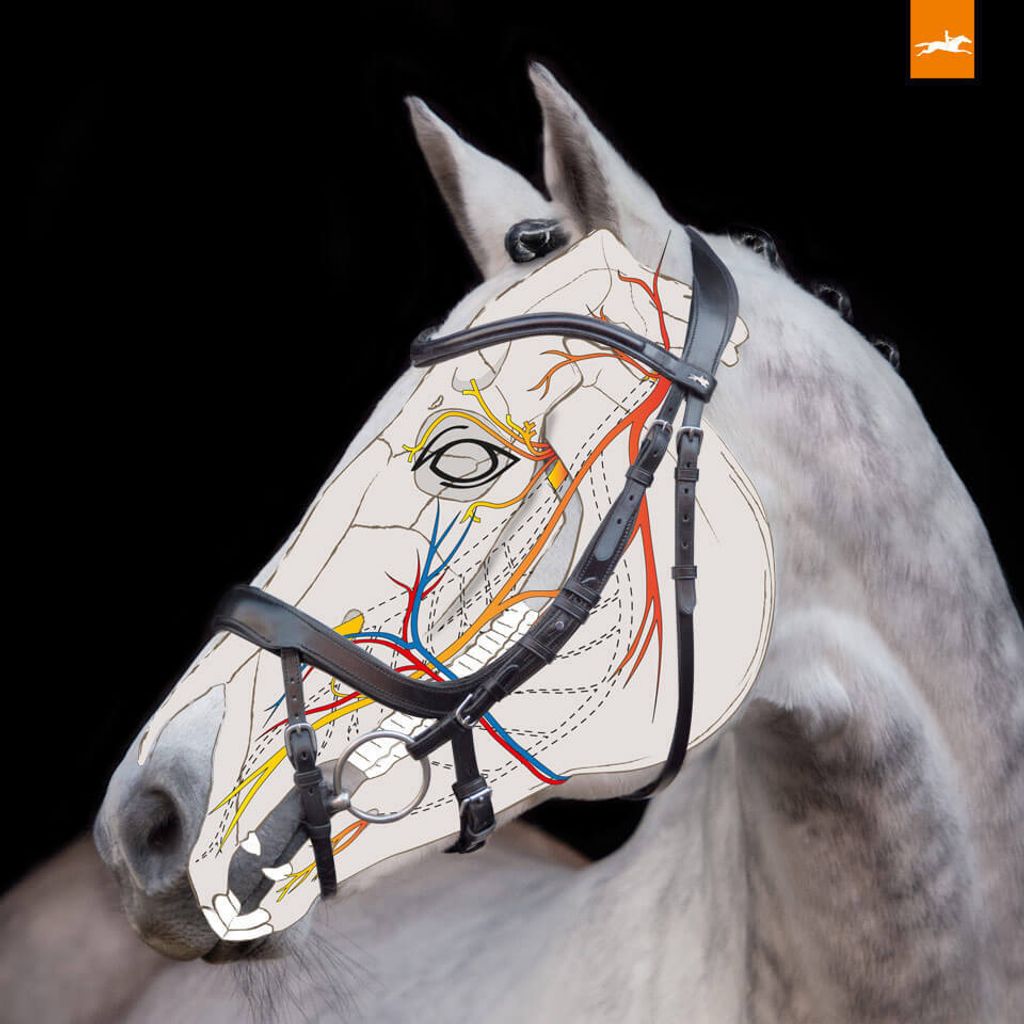 Trensenzaum Equitus Alpha black/silver Warmblut Produktbild 4