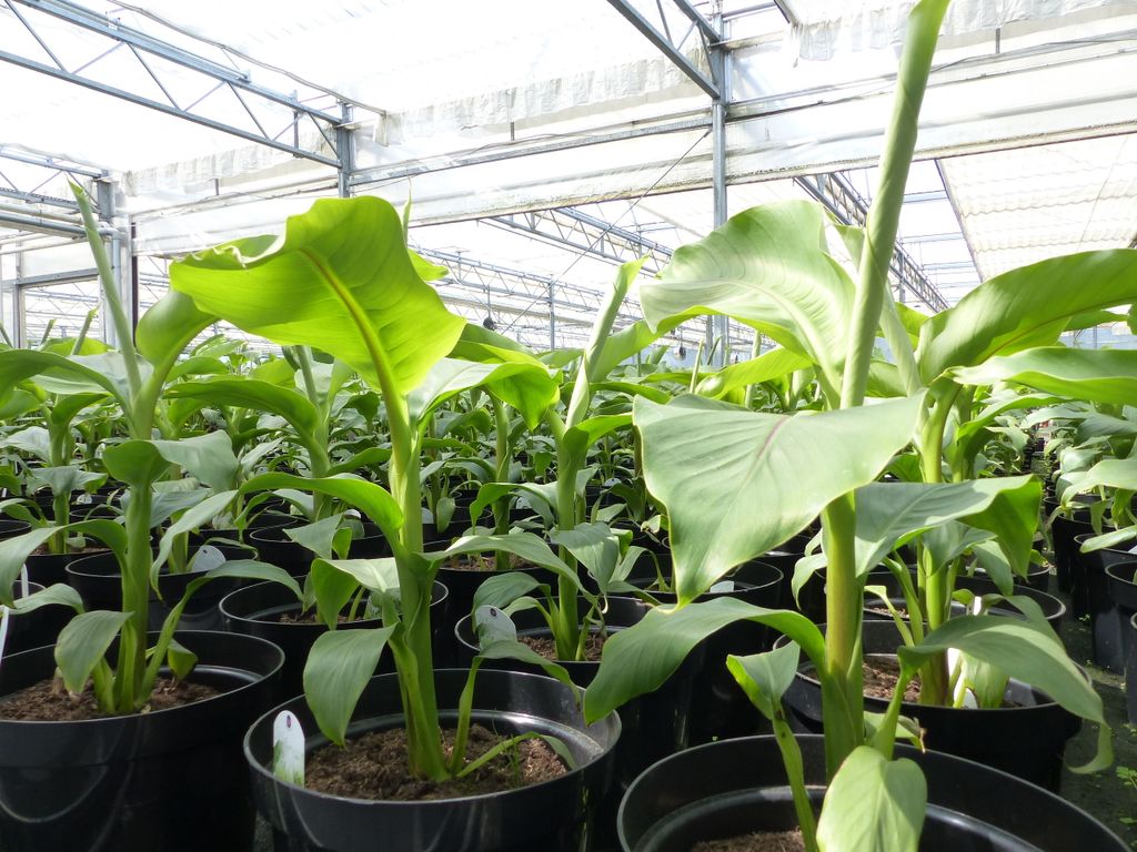 2 Stück Bananenstaude Musa Basjoo 60 - 80 cm winterhart Produktbild 