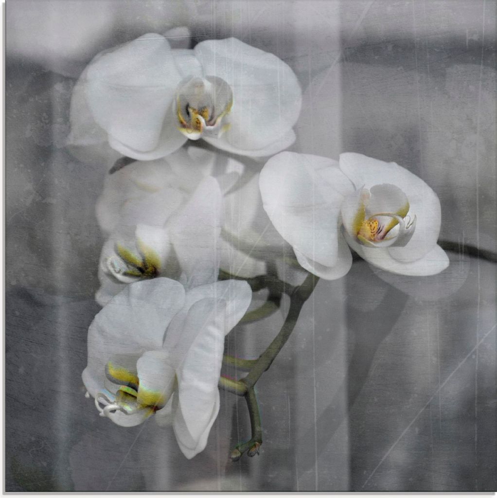 ARTland Glasbild Weisse Orchideen - white Orchid Größe: 20x20 cm