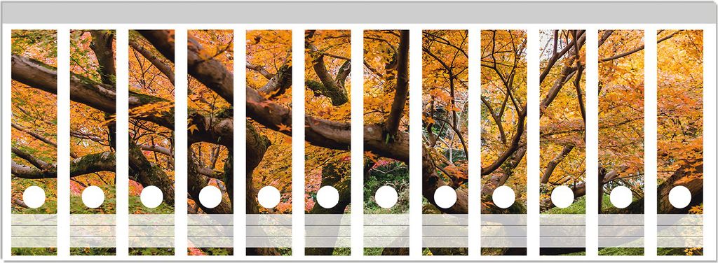 Wallario Ordnerrücken Sticker, selbstklebend für breite Ordner, 12 Stück, Motiv Gelber Ahornbaum im Herbst in Japan