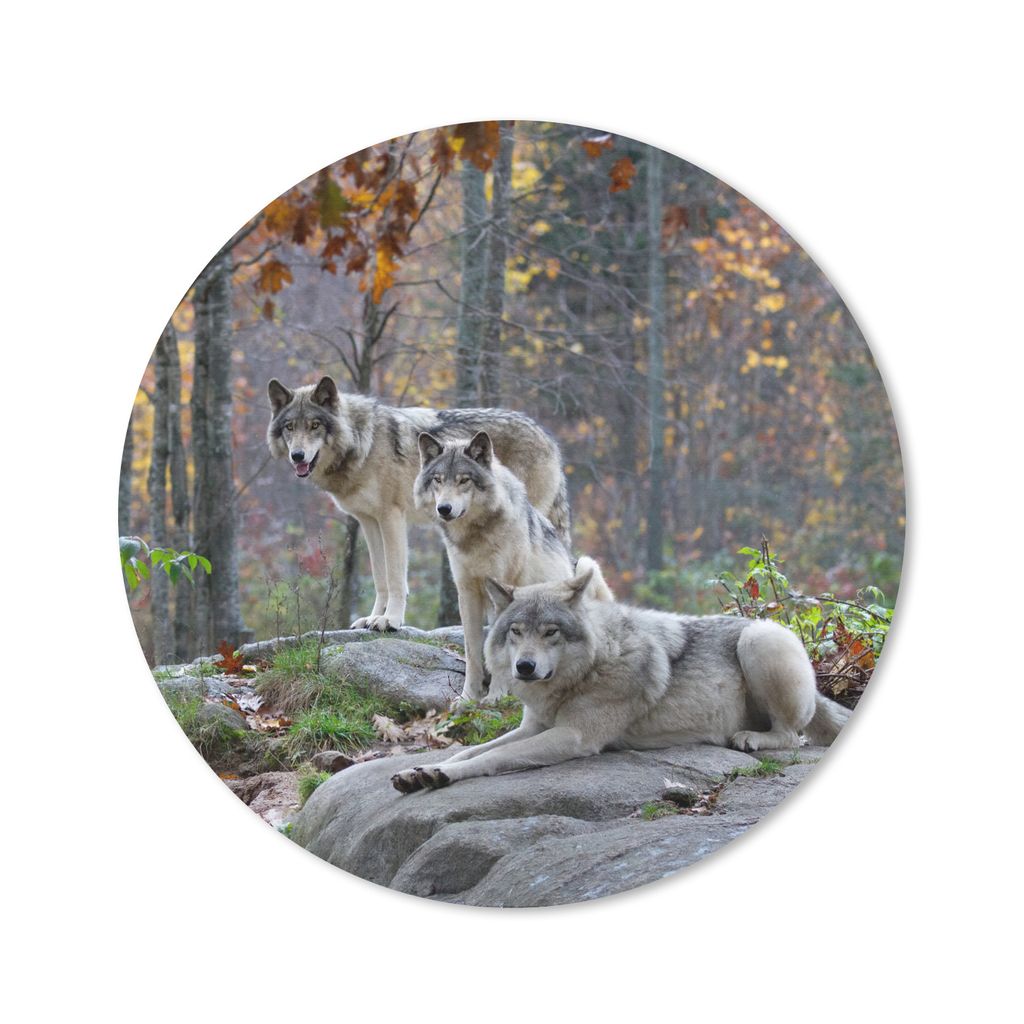 MuchoWow Mauspad Mousepad Wölfe - Fels - Wald 50x50 cm - Mousepads - Maus Mat - Pad - Mausunterlage - Vinyl