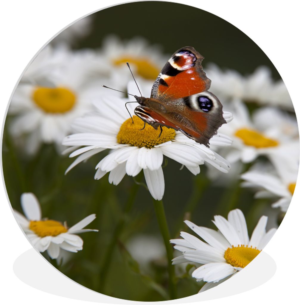MuchoWow Rundes Wandbild - Runde Bilder Tagpfauenauge Schmetterling mit Gänseblümchen Ø 30 cm Kreis Wanddekoration Kunststoff - Wandkreis - Wa...