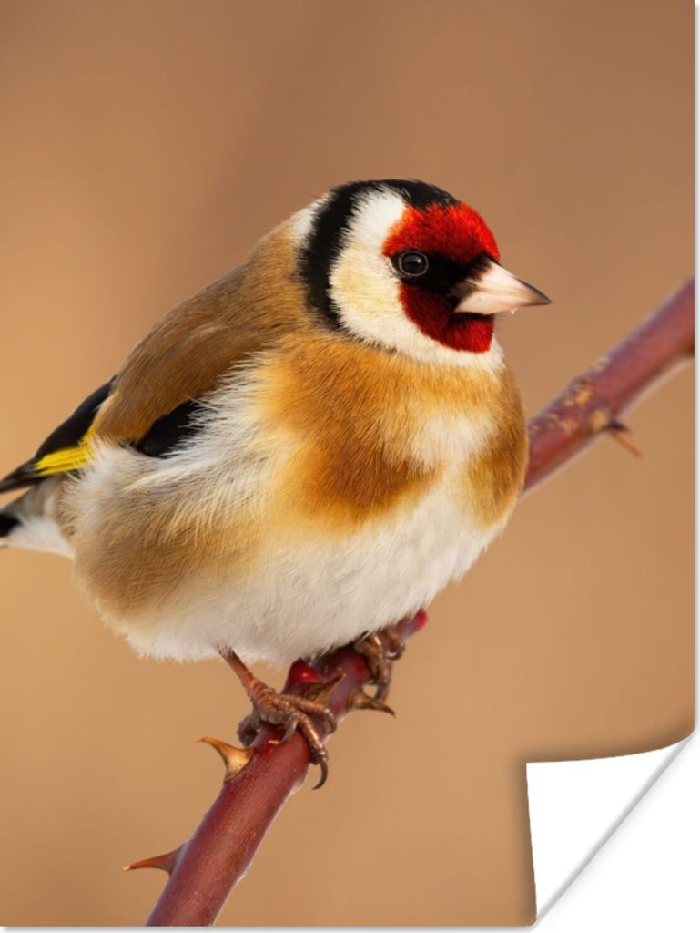 MuchoWow Poster Kropftaube - Vogel - Tiere 90x120 cm - Wohnzimmer