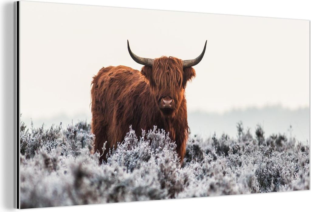 MuchoWow Wanddekoration Metall Metallbild Wandkunst 80x40 cm Schottisches Hochlandrind - Tier - Natur - Weiß MuchoWow Aluminium Gemälde - Wanddek...