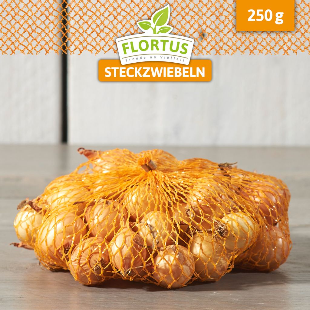 Wintersteckzwiebel Senshyu Yellow | Steckzwiebeln von FLORTUS, Menge:250 g