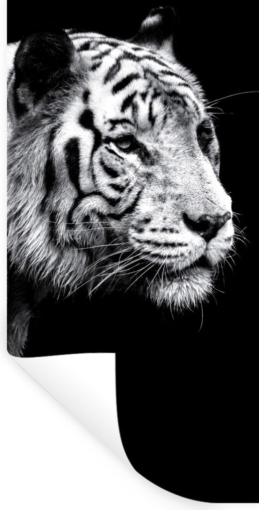 MuchoWow Wandtattoo Wandsticker Wandaufkleber Studioaufnahme eines weißen Tigers auf schwarzem Hintergrund 20x40 cm Selbstklebend und Reposition...
