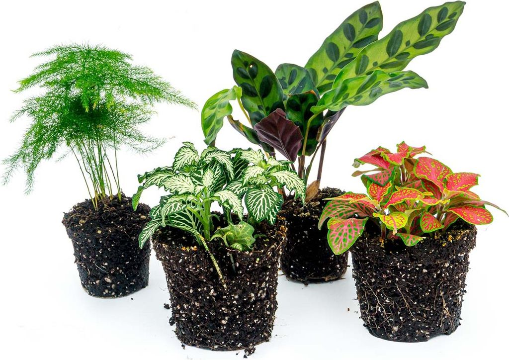 Pflanzenset - Lancifolia - 4 Pflanzen - Calathea Lancifolia - Spargel - Rote & weiße Fittonia