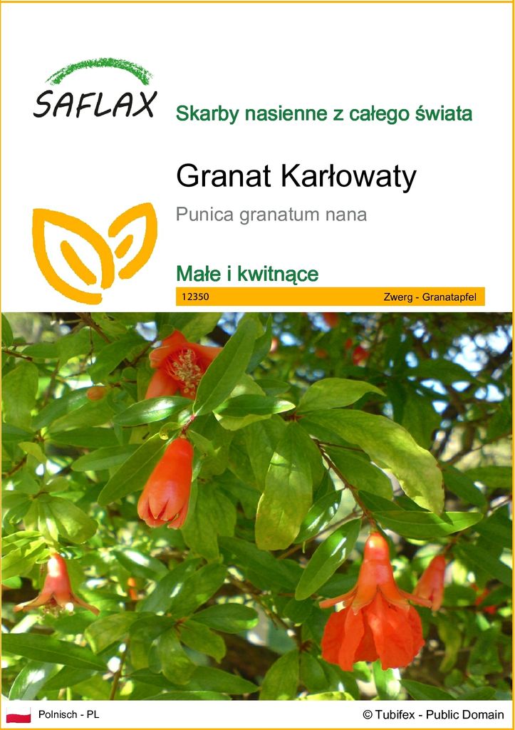 SAFLAX - Granat Karłowaty - 50 Nasiona - Punica granatum Zdjęcie produktu 
