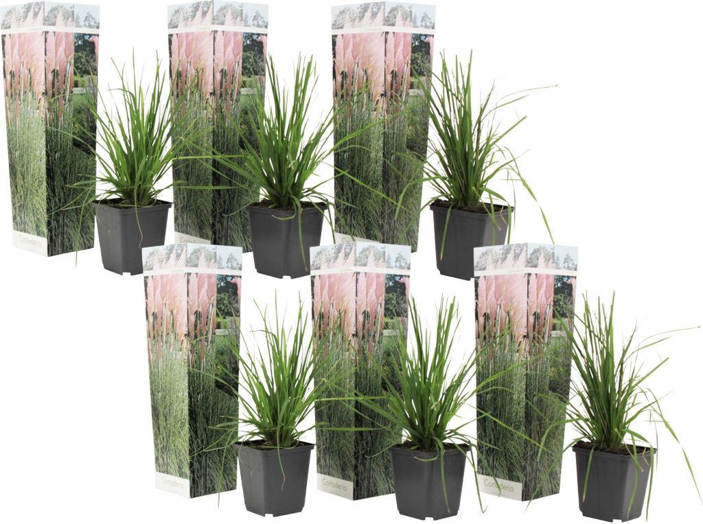 Pampasgräser - 6 Stk - Cortaderia selloana - Höhe 25-40cm - Produktbild 