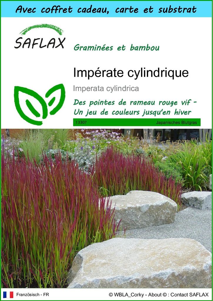 SAFLAX Ensemble-cadeau - Impérate cylindrique - 50 graines Image du produit 
