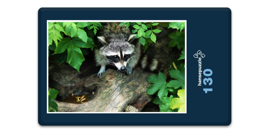 hansepuzzle 16657 - Waschbär im Baum Puzzle, 130 Teile, Tierwelt, 28,7 x 20,0cm mit hochwertiger Aufbewahrung, Kartonbox & Beutel