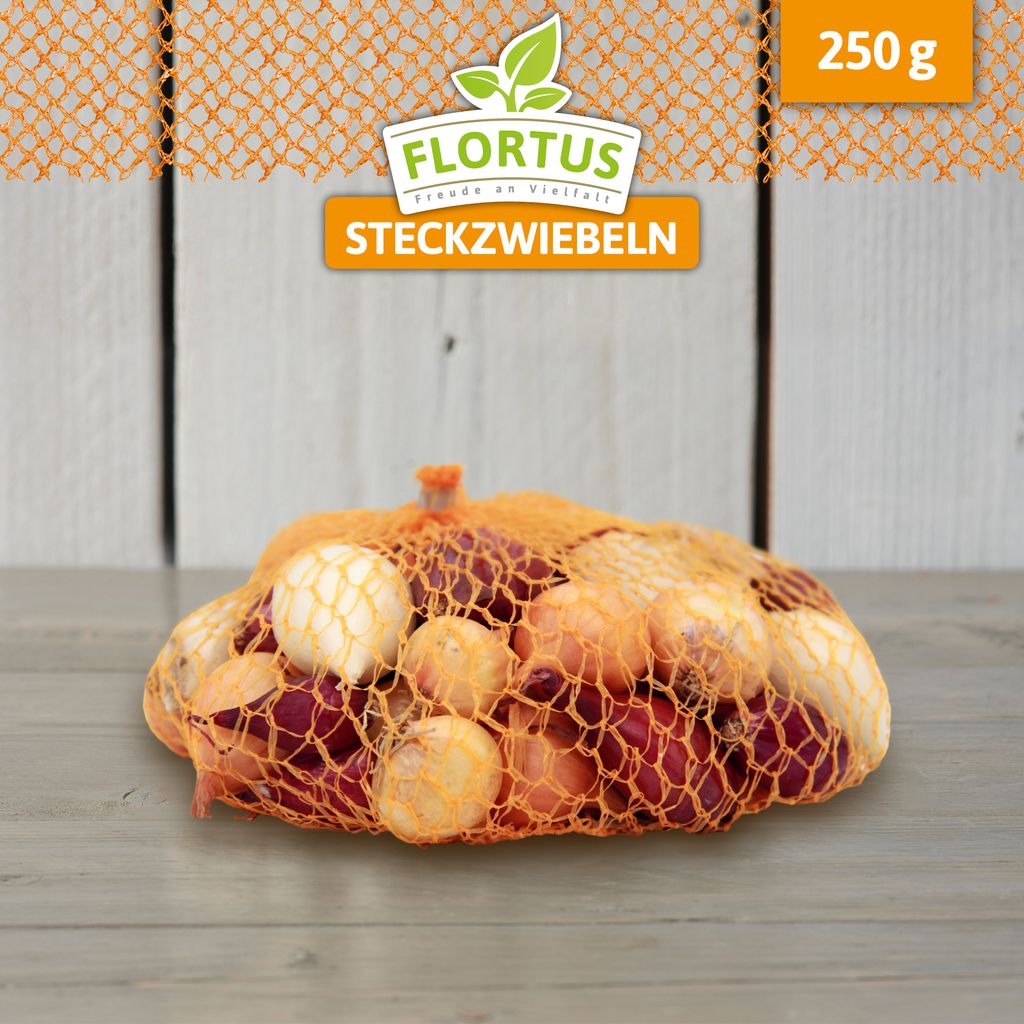 Wintersteckzwiebel Disco-Mix Gelb/Rot/Weiß | Steckzwiebeln von FLORTUS, Menge:250 g